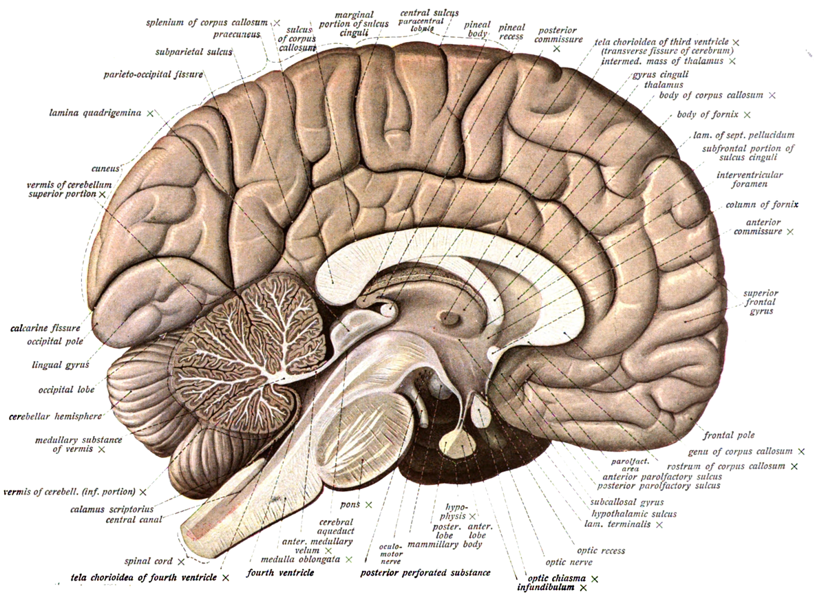 Brain: Sagittal Plane