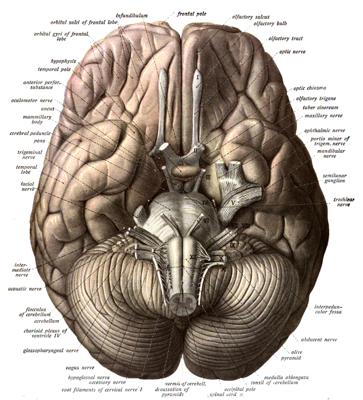 Brain: Transverse Plane