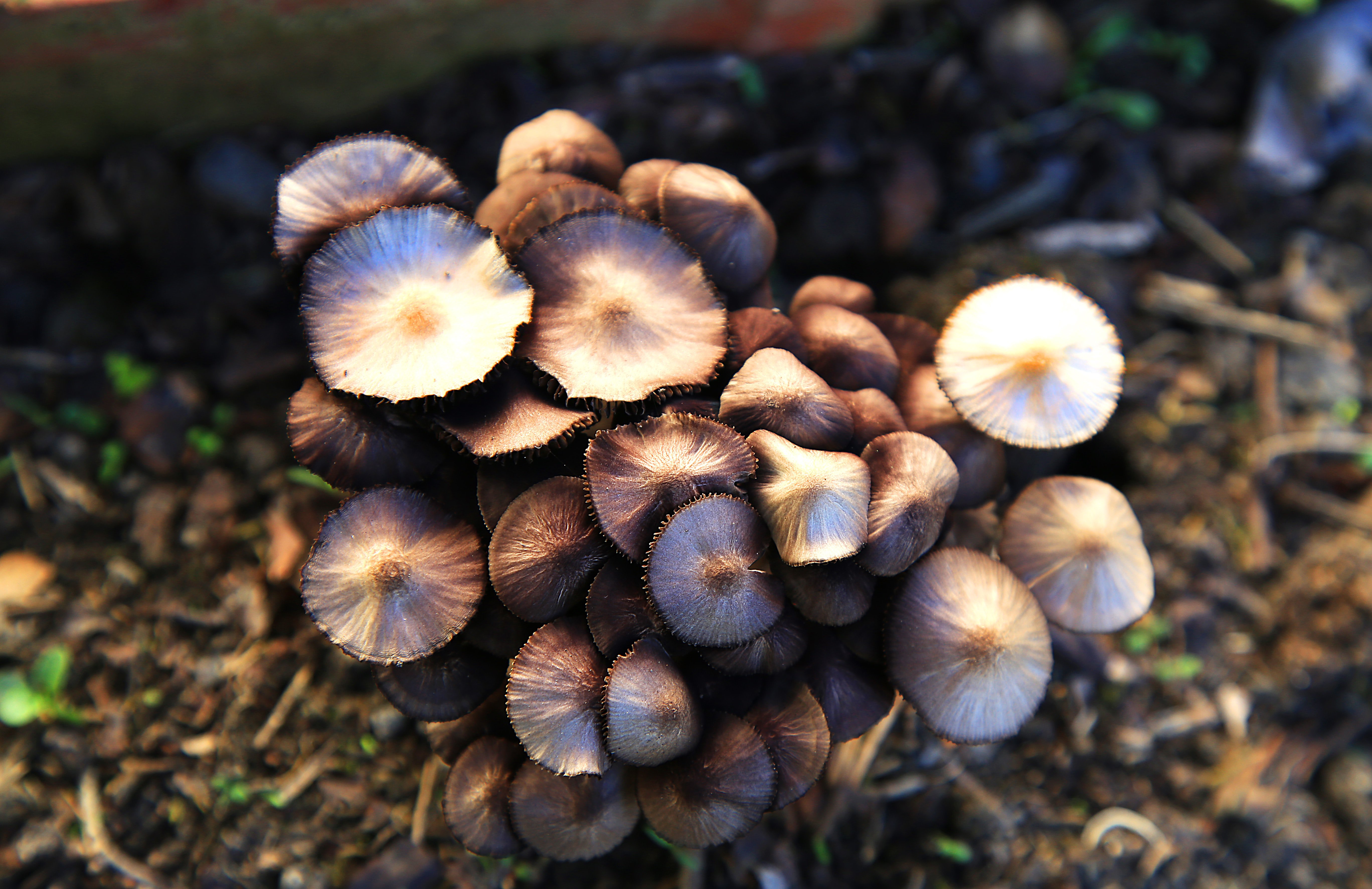 Fungi Cluster