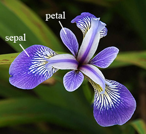 iris-flower.png