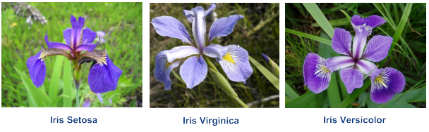 iris-types.png