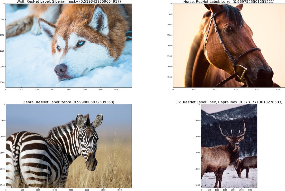 Figure: ResNet Image Classifications and Labels