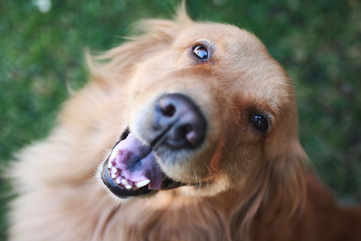 Resnet Image Example: Golden Retriever